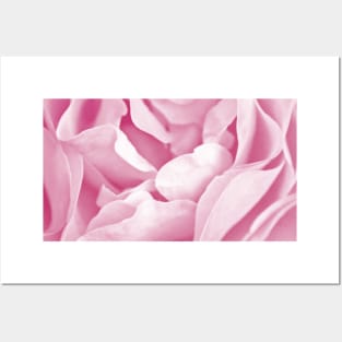 Pink Rose Petals Macro Posters and Art